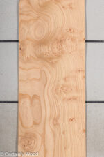 ELM_BURL_19281-19_1.jpg