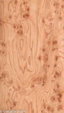 ELM_BURL_22306-12_1.jpg