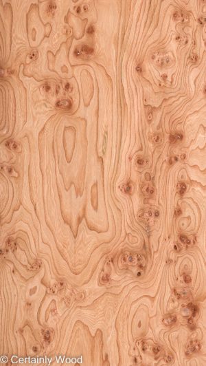 ELM BURL 22306-12
