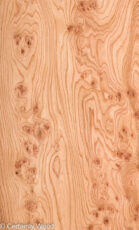 ELM_BURL_22306-15B_1.jpg