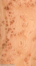 ELM_BURL_22306-16_1.jpg
