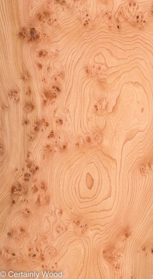 ELM BURL 22306-16