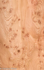 ELM_BURL_22306-18_1.jpg