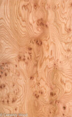 ELM_BURL_22306-19_1.jpg