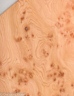 ELM_BURL_22306-20_1.jpg