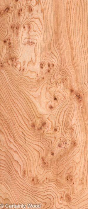 ELM BURL 22306-21
