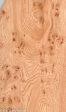 ELM_BURL_22306-23_1.jpg