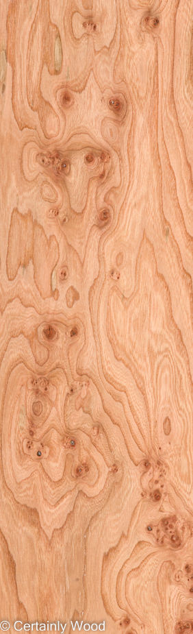 ELM BURL 22306-26