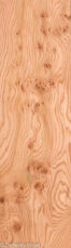 ELM_BURL_22306-28_1.jpg