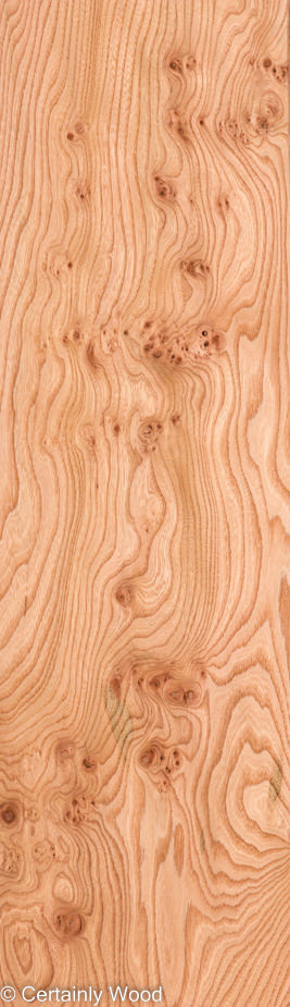 ELM BURL 22306-28