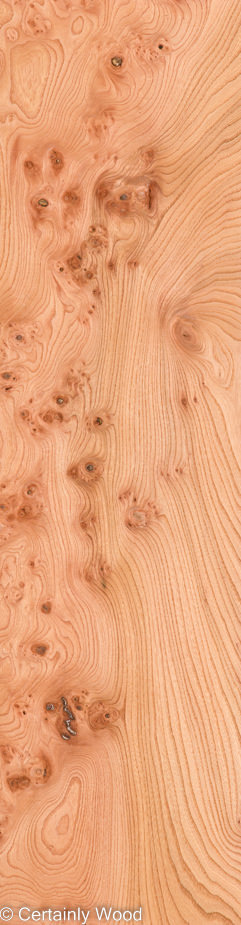 ELM BURL 22306-30