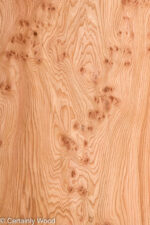 ELM_BURL_22306-6_1.jpg