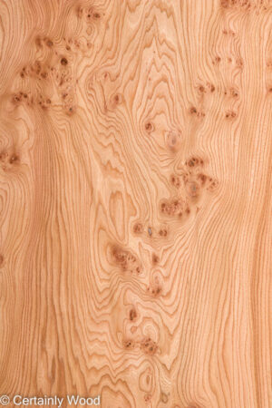 ELM BURL 22306-06