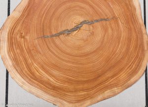 ENDGRAIN LARCH 21173