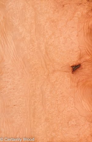 MADRONE BRL 22291-2B