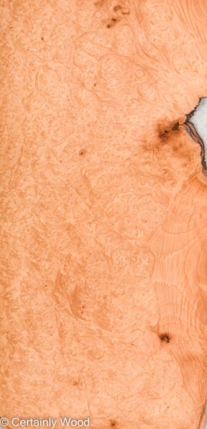 MADRONE BRL 22291-4C