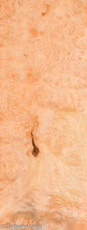 MAPLE BURL 22472-8B