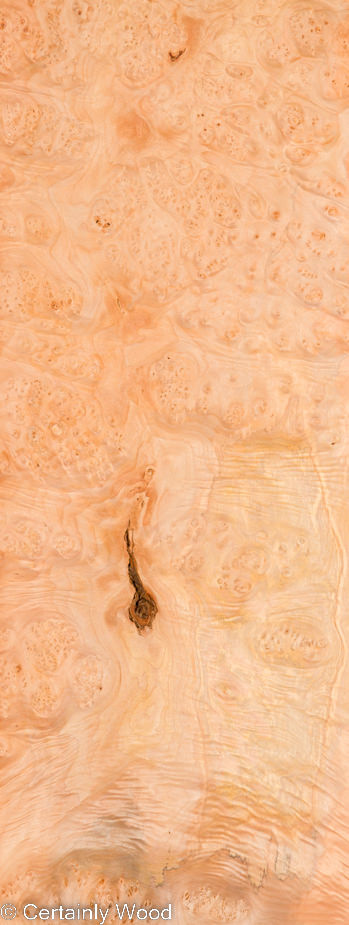 MAPLE_BURL_22472-8B_1.jpg