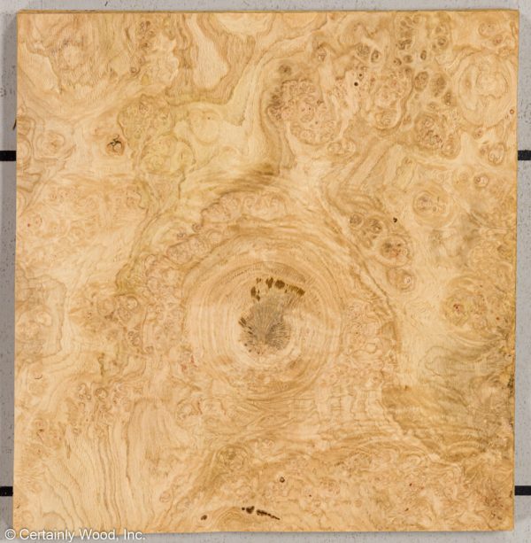 OAK_BURL_21452-17_1.jpg