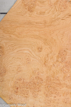 OAK BURL 21502-08