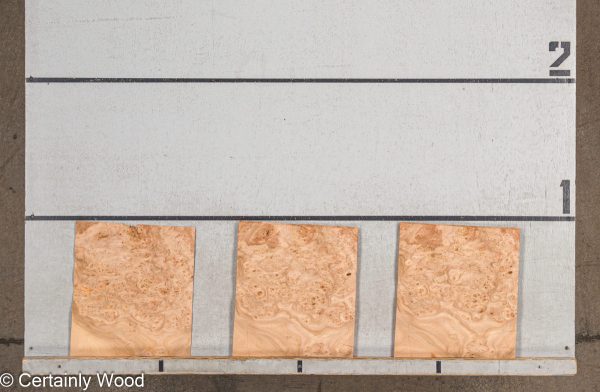 WS_ELM_BURL_19281-39_2.jpg WS_ELM_BURL_19281-39_2.jpg