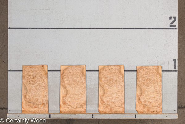 WS_ELM_BURL_19281-41_2.jpg WS_ELM_BURL_19281-41_2.jpg