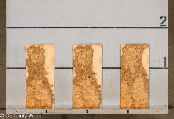 WS_O_ASH_BURL_1001-16_2-1.jpg WS_O_ASH_BURL_1001-16_2-1.jpg