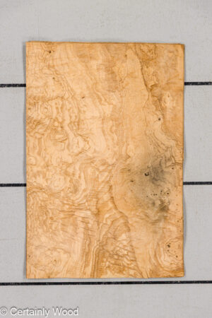 WS O ASH BURL 19103-1
