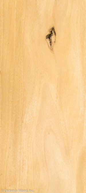 WS PRIMAVERA 18200-2