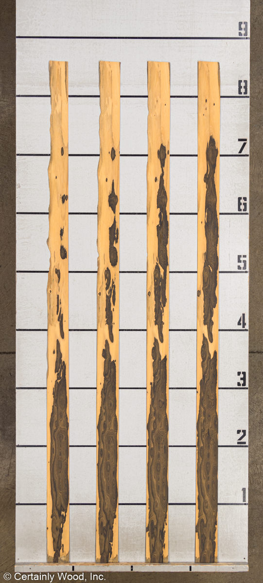 WS_ZIRICOTE_21326-2A_2.jpg WS_ZIRICOTE_21326-2A_2.jpg